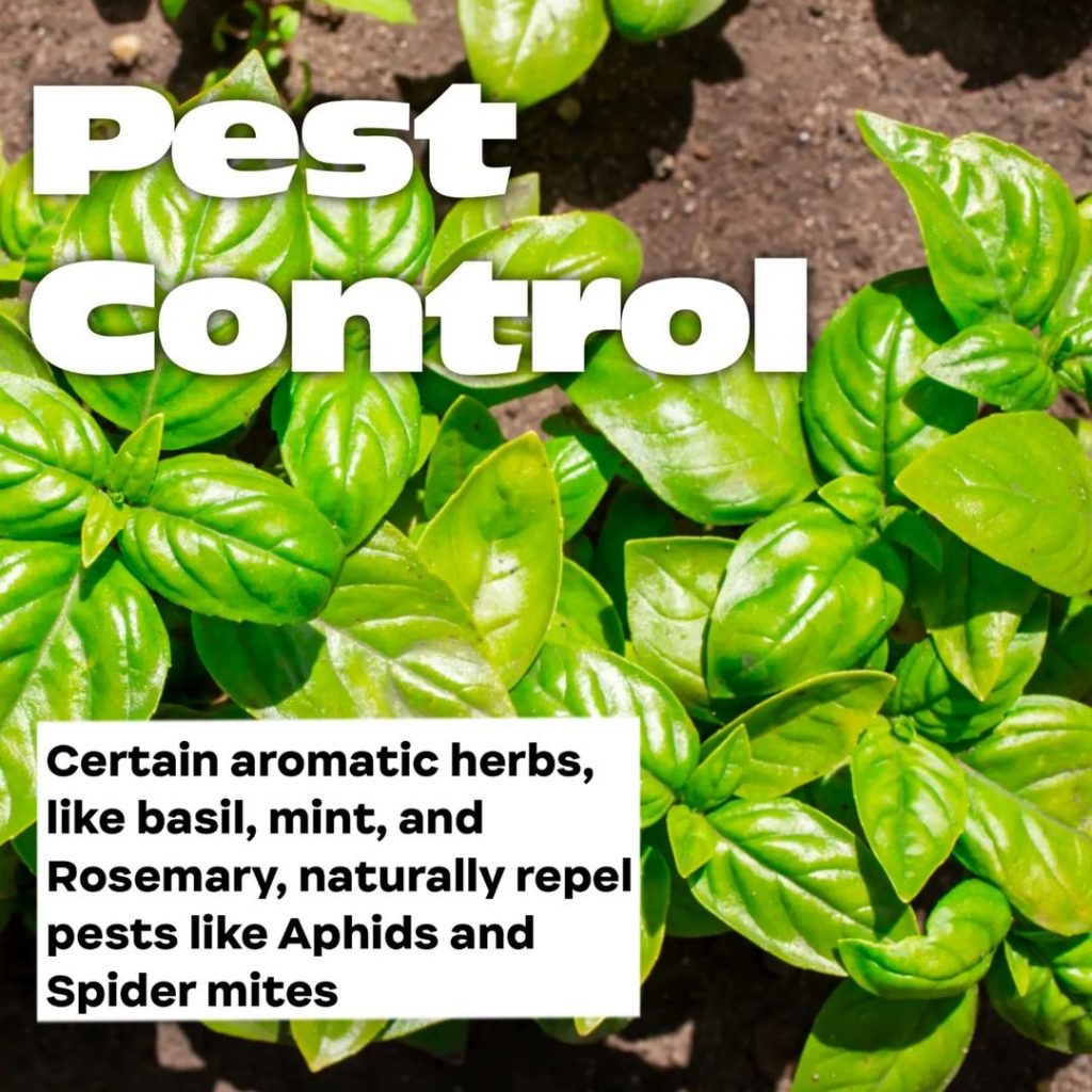 Pest Control Grow Shop